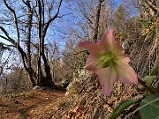 20 Festa di fiori sui sentieri al Monte Zucco - Helleborus niger (Elleboro-Rosa di Natale)